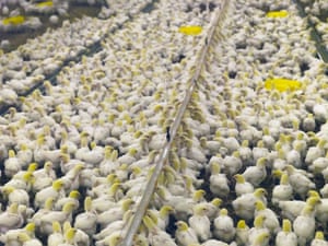 Young Cobb 500 chicks drink from a mechanical water dispenser and are ready to be sold to local chicken farms