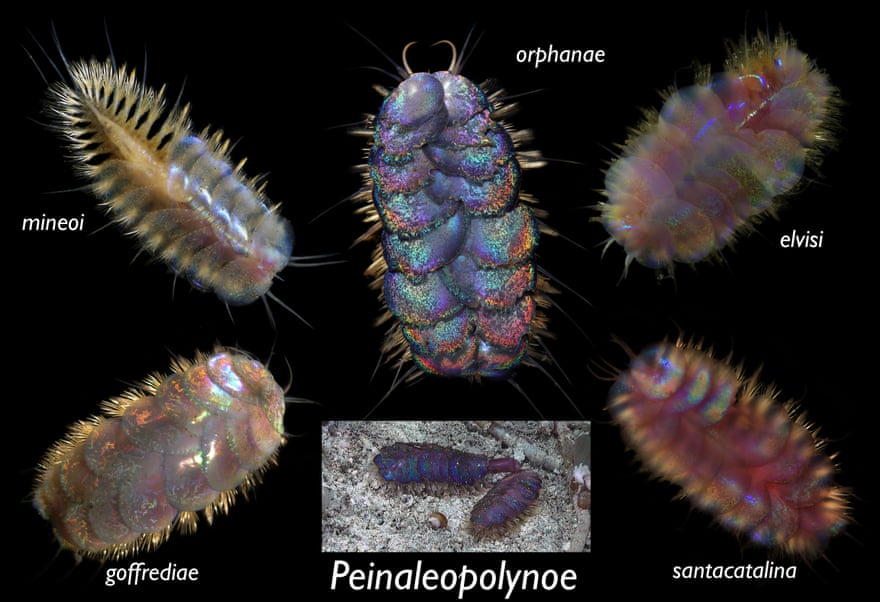 Varieties of hungry scale-worms