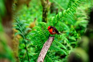 Papa-moscas de Darwin ou pequeno papa-moscas de vermelhão (Pyrocephalus nanus) na ilha de Galápagos em Santa Cruz