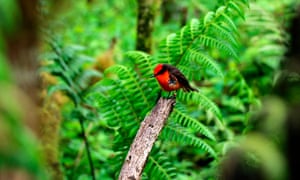 The Week In Wildlife In Pictures Environment The Guardian