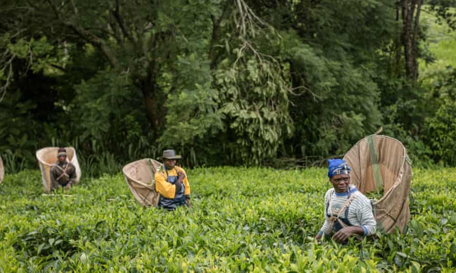 Fairtrade tea producers in Malawi.