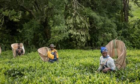 Fairtrade tea producers in  Malawi.
