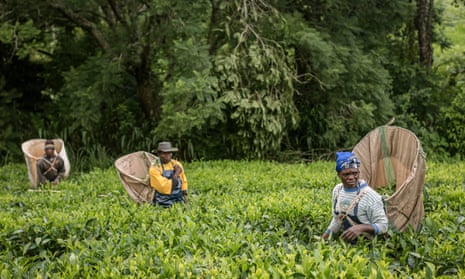 Fairtrade tea producers in Malawi