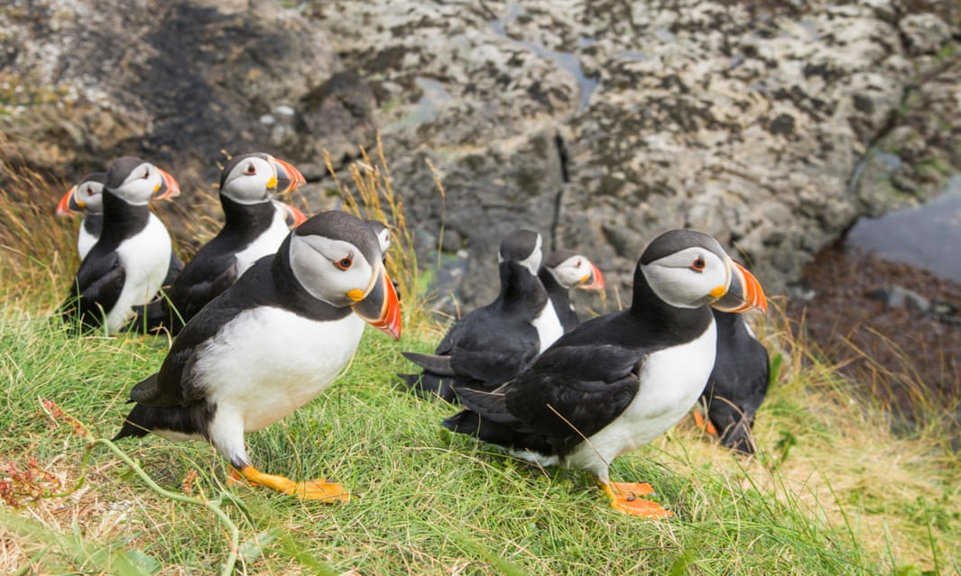 Scottish wildlife at risk after £100m funding cut, say charities