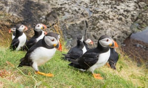 Puffins on Staffa.