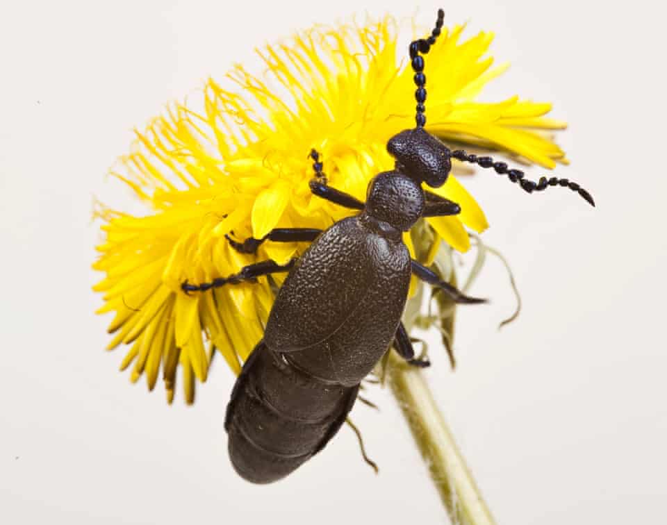 The European oil beetle, one of many insect species under threat in the UK.