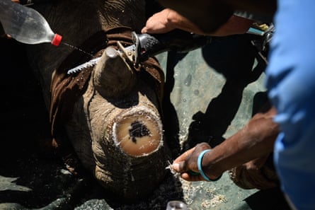 Cutting off the animals’ horns more effective than traditional protection methods such as rangers and costs less, say experts Cutting off the animals’ horns more effective than traditional protection methods such as rangers and costs less, say experts