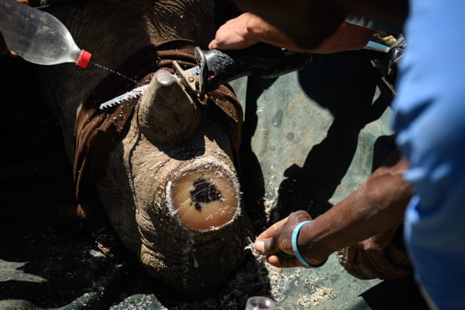 Dehorning rhinos reduces poaching by 80%, study finds A sedated rhino has its horns cut off in South Africa. The procedure poses a very low risk to the animal.Photograph: Leon Neal/Getty Images