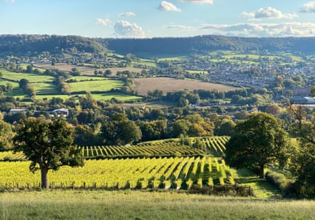 Doverow Hill, where 2,000 Sauvignon Blanc vines were planted in 2015.