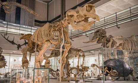 A cast of a diprotodon skeleton – the largest marsupial that ever lived – towers over museum visitors