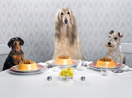 A dachshund, an Afghan hound and a wire-haired terrier.