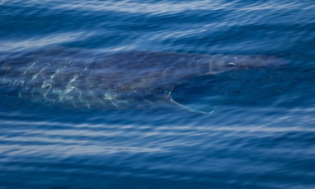 A basking shark in the waters off southern California.