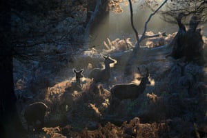 Frost covers the ground in Richmond park as deer graze on bracken at sunrise in London, UK
