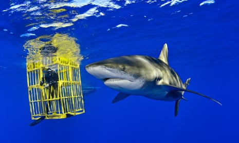An oceanic whitetip shark photographed off the Bahamas by National Geographic photographer Brian Skerry.