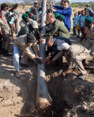 It takes several men, including Harry, to plant a 10-metre baobab tree