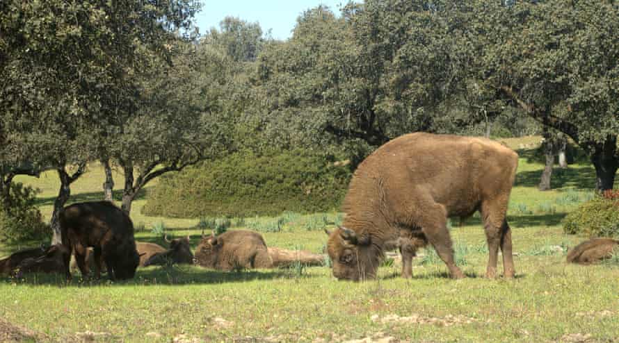 A male bison in Spain, where the animals are not recognised as an endangered species.