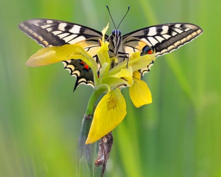 A swallowtail