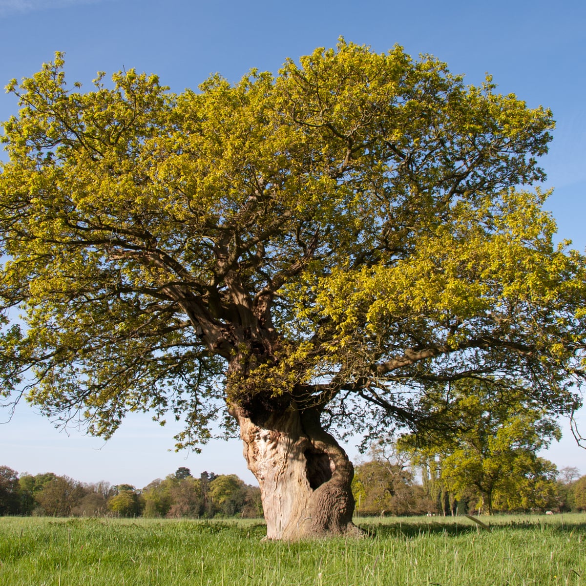 Special Branches Readers On The Trees That Changed Their Lives Trees And Forests The Guardian