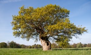 Special Branches Readers On The Trees That Changed Their Lives Life And Style The Guardian Special Branches Readers On The Trees That Changed Their Lives Life And Style The Guardian