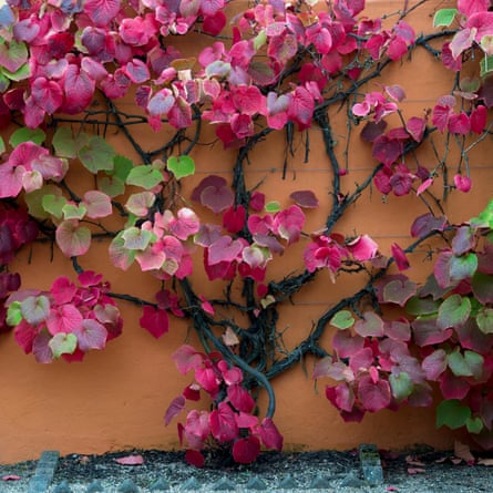 The pink and red leaves of the crimson glory vine cover an orange wall