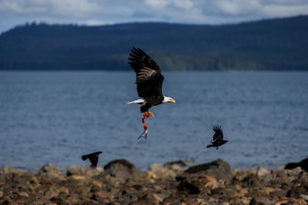 A bald eagle takes flight with scraps of salmon in its claws