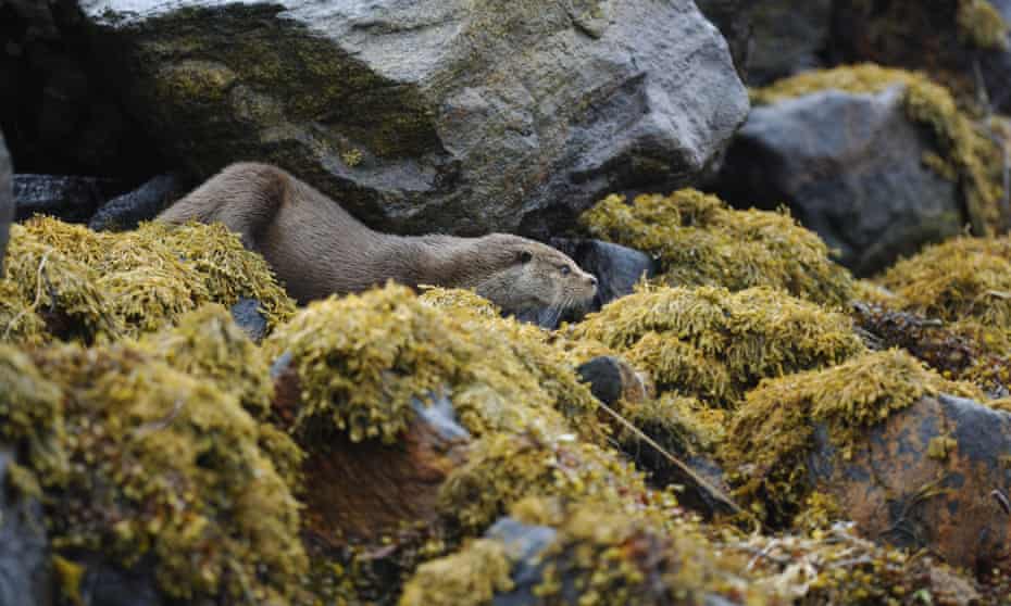 A European otter (Lutra lutra) leaves its holt