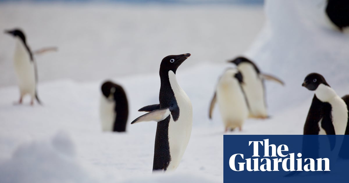 ‘Cautious optimism’ as penguins test positive for bird flu but show no symptoms | Bird flu