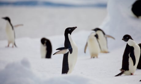 ‘Cautious optimism’ as penguins test positive for bird flu but show no symptoms