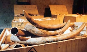 Ivory from a 2002 seizure; after this there appeared to be little smuggling activity until 2013.