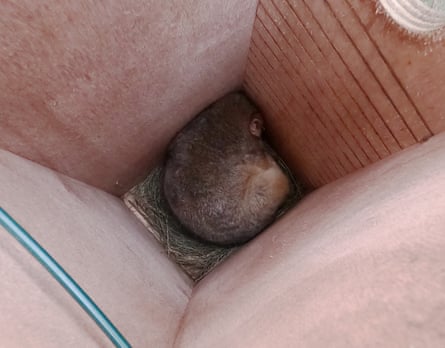 A ringtail possum in a nesting box installed by the City of Sydney.