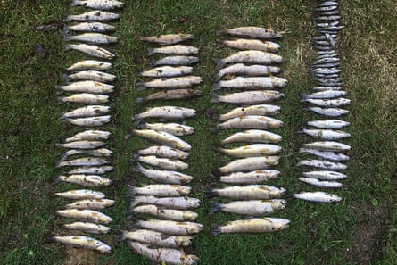 dode vissen in rijen op de oever van de rivier