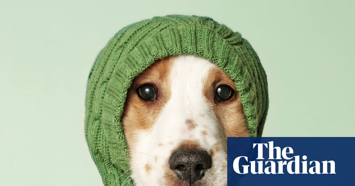 Humanish by Justin Gregg review – how much of a person is your pet?