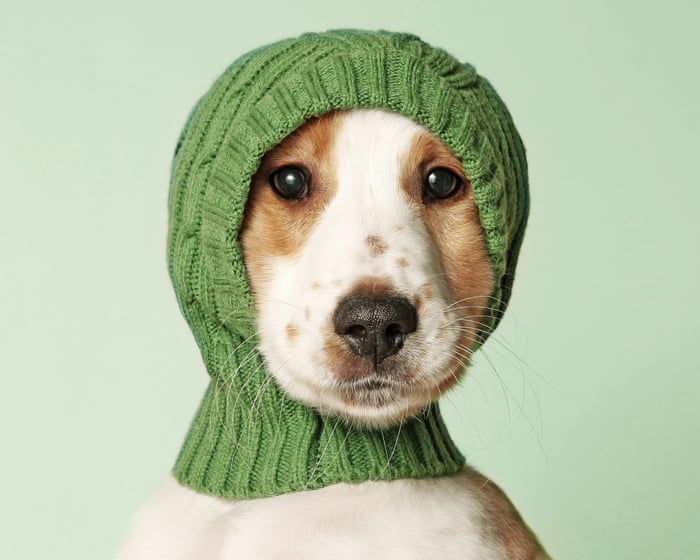Humanish by Justin Gregg review – how much of a person is your pet?