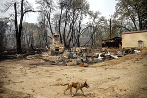 A dog walks in front of the remains of a lodge in Klamath national forest