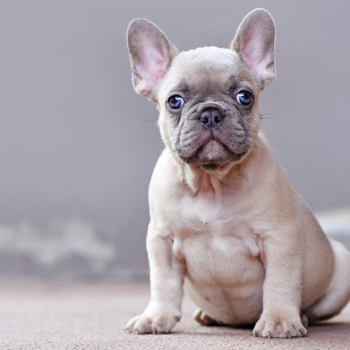 First UK hairless French bulldog litter prompts 'extreme breeding ...