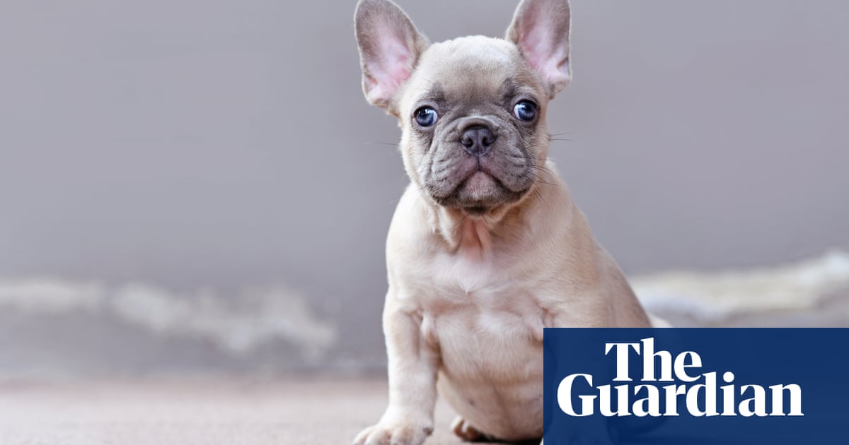 First UK hairless French bulldog litter prompts ‘extreme breeding’ concerns
