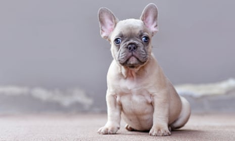 Small lilac fawn colored French Bulldog dog puppy with large funny blue eyes sitting in front of grey wall with copy space