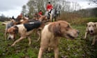 National Trust bans trail hunting on its land amid illegal foxhunt concerns