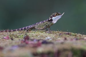 A rhino-horned lizard at Horton Plains National Park in Nuwara Eliya, Sri Lanka