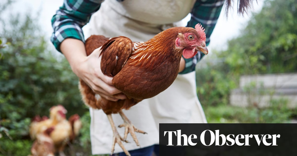 Bird flu is on the rise in the UK. Are chickens in the back garden to blame?