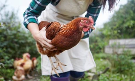 Woman holding chicken in garden