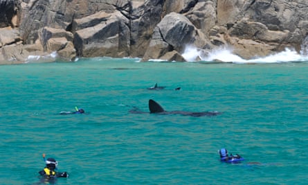 Snorkellers and a diver watch a basking shark close to the shore.