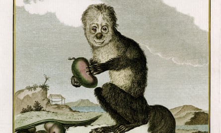 An engraviing of a Ssaki monkey (genus Pithecia) created in the 1700s for Georges-Louis Leclerc