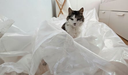 The cat sits among the mattress’s discarded plastic wrapping.