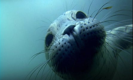 Seal underwater.