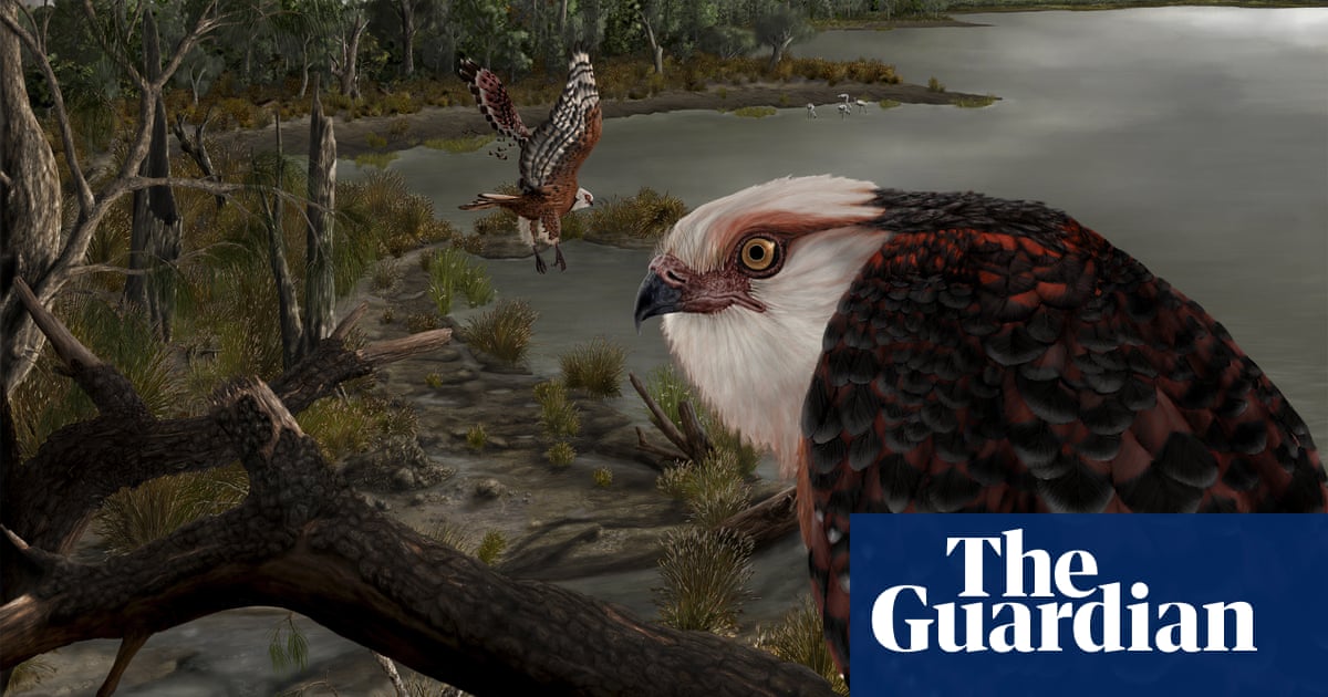 South Australian eagle fossil identified as one of the oldest raptor species in the world