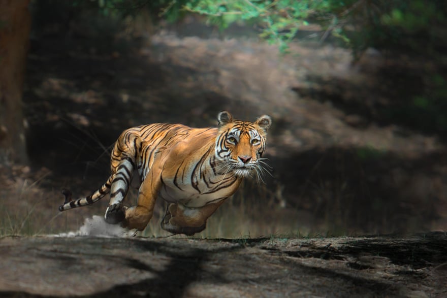 Bengal tiger, endangered, Ranthambore national park, India