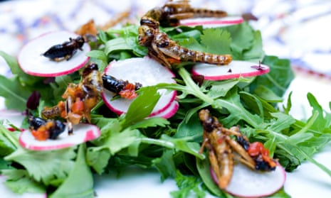 Edible insects on a salad