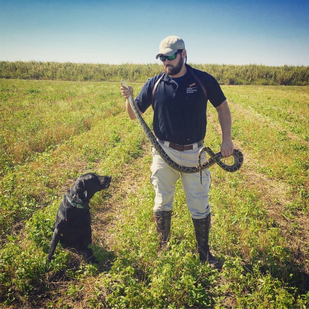 Python hunters to tackle Florida's unwelcome intruder 2766