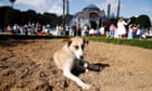 Erdoğan's plan to cull Turkey's street dogs will destroy far more than just animals | Alexander Christie-Miller